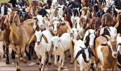 दसैंमा उपत्यकामा खसीबोका र च्याङ्ग्राको अभाव हुने संकेत