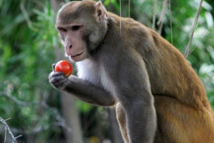 किसानको बाली जोगाउन ‘बाँदर उद्यान’
