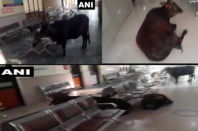 जिल्ला अस्पतालको ओपिडीमा भेटियो गाईको बथान