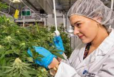 अनाैठाे अफर : खोप लगाउनुहोस्, एक खिल्ली गाँजा निःशुल्क पाउनुहोस्