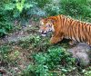 सर्वेक्षणको नतिजा सार्वजनिक, नेपालमा ४२९ बाघ