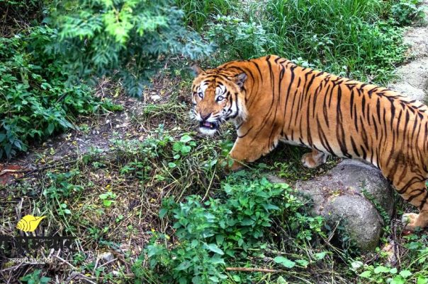 सर्वेक्षणको नतिजा सार्वजनिक, नेपालमा ४२९ बाघ
