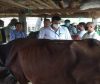 कोशीमा १२ लाखभन्दा बढी गाईभैंसीलाई खोरेतविरुद्ध खोप लगाइँदै