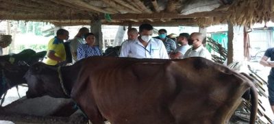 कोशीमा १२ लाखभन्दा बढी गाईभैंसीलाई खोरेतविरुद्ध खोप लगाइँदै