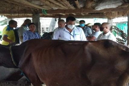 कोशीमा १२ लाखभन्दा बढी गाईभैंसीलाई खोरेतविरुद्ध खोप लगाइँदै