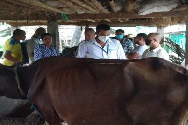 कोशीमा १२ लाखभन्दा बढी गाईभैंसीलाई खोरेतविरुद्ध खोप लगाइँदै